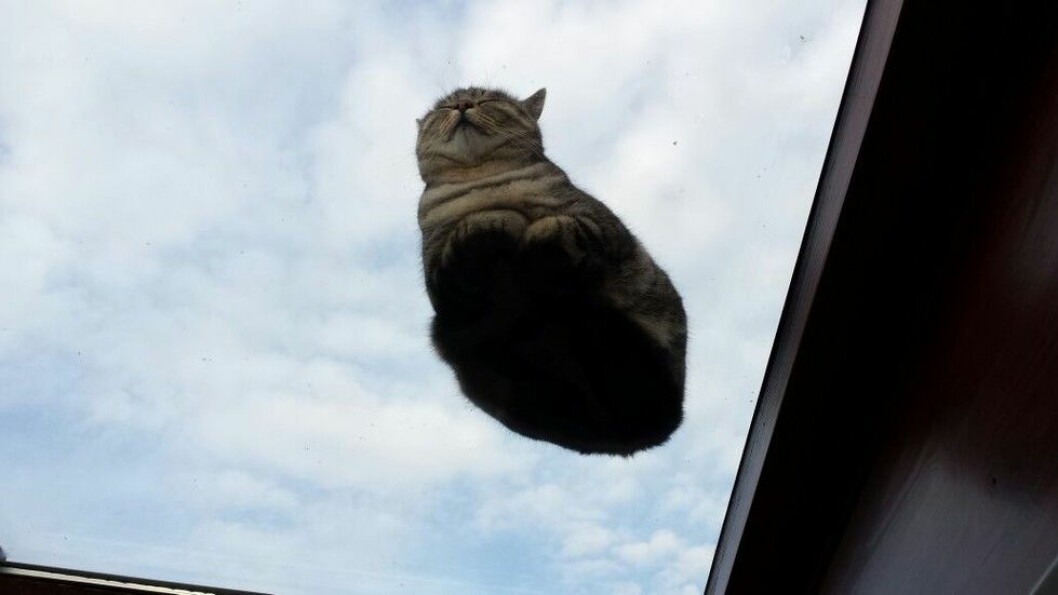 Foto: <a href="http://www.reddit.com/r/catsonglass/comments/2nrool/waking_up_to_this/" target="_blank">Reddit</a> katt13