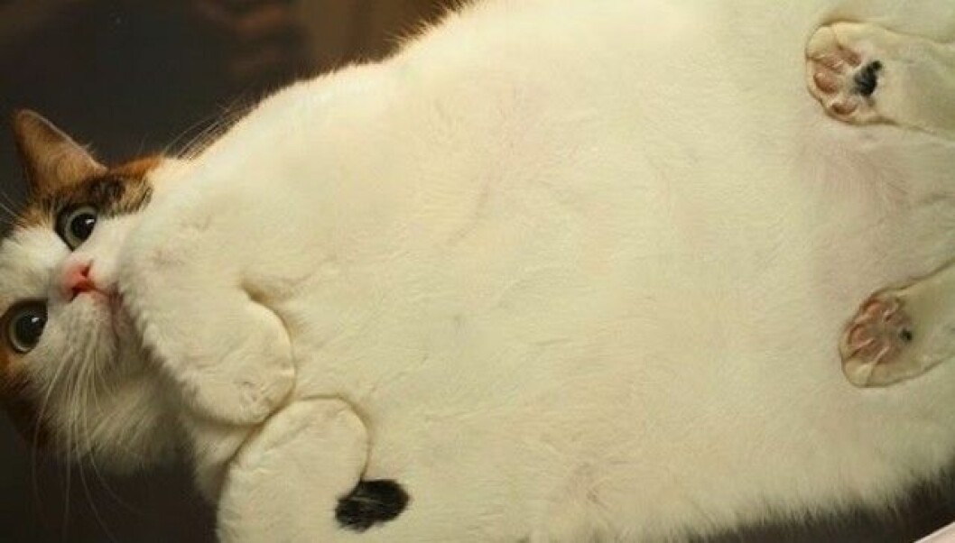 Foto: <a href="http://www.reddit.com/r/catsonglass/comments/1nu1ho/xpost_rfunny_cats_from_underneath_a_table/" target="_blank">Reddit</a> Katt1