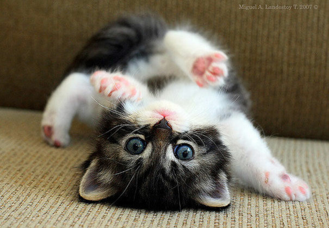 Foto: <a href="https://www.flickr.com/photos/11949140@N07/1735264440/sizes/z/in/photostream/">Miguel A. Landestoy</a> katt