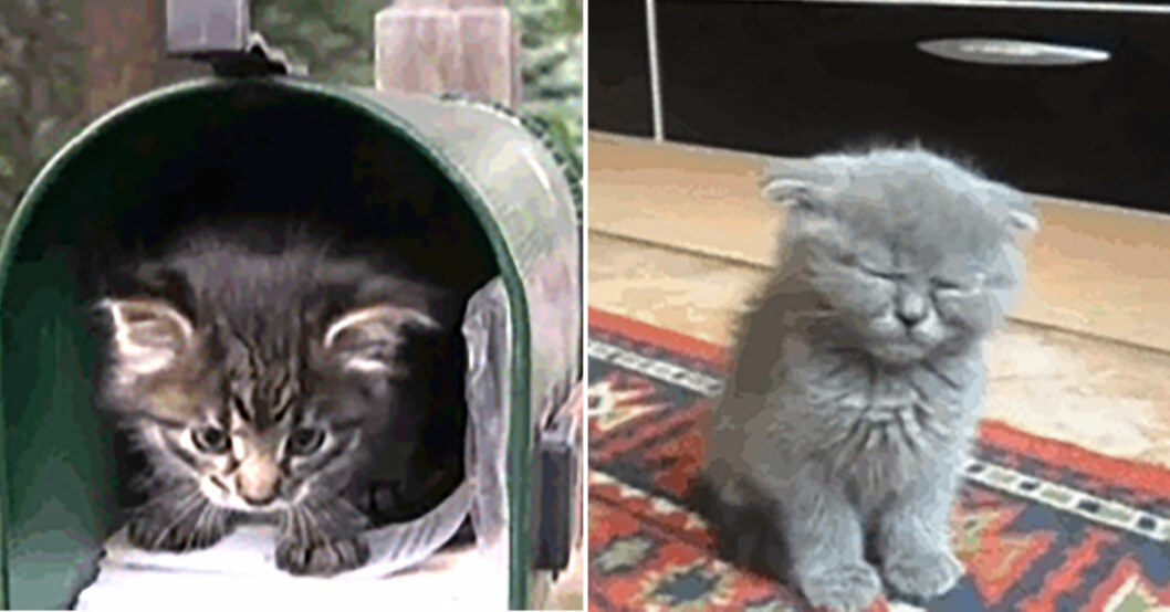 12 kattungar som är för söta för sitt eget bästa
