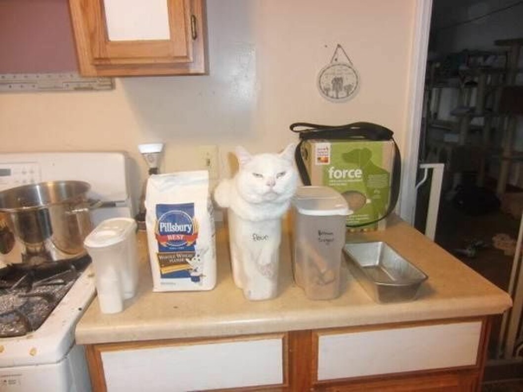 katt-4