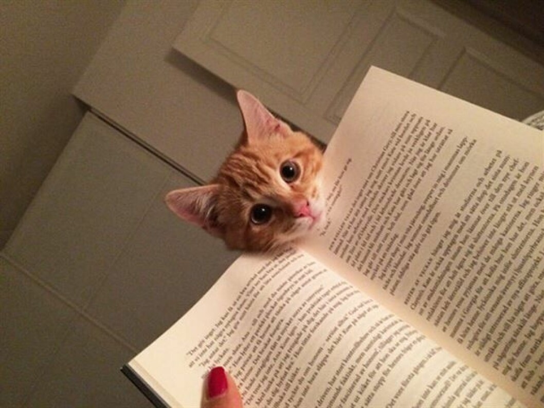 katt-bok