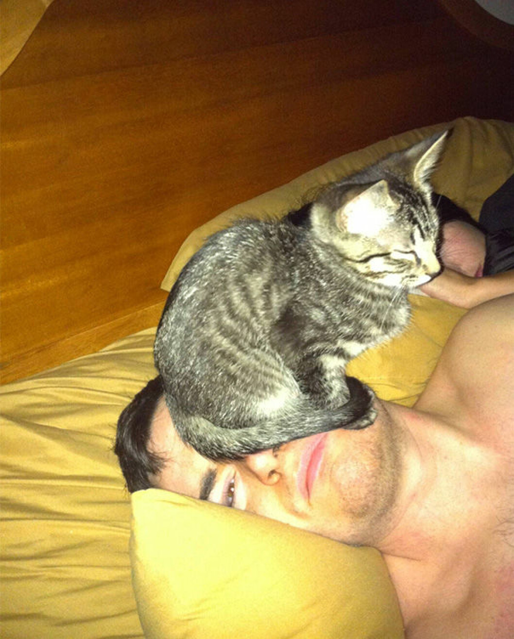 katt-face