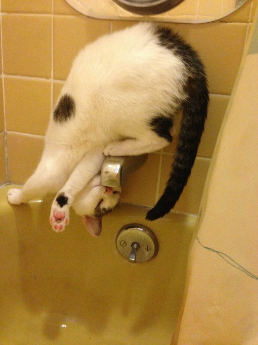katt-imgur-2