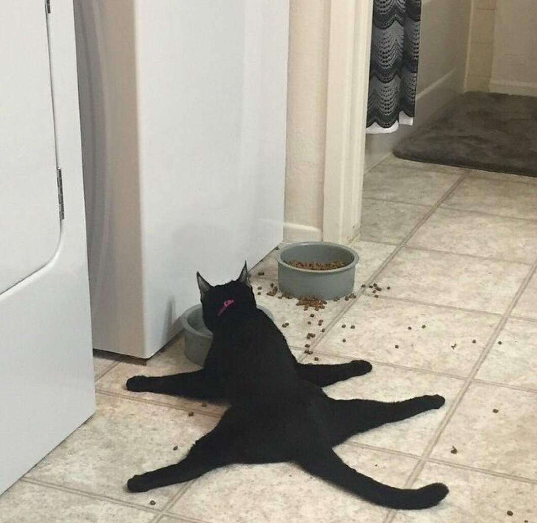 katt-imgur-3