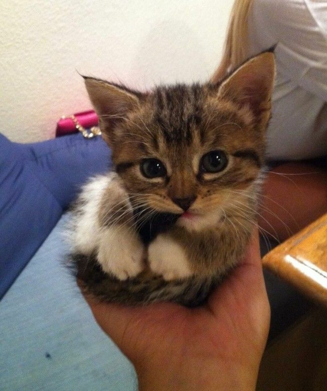 Via: <a href="http://imgur.com/sKumxYm" target="_blank">Imgur</a> katt-imgur