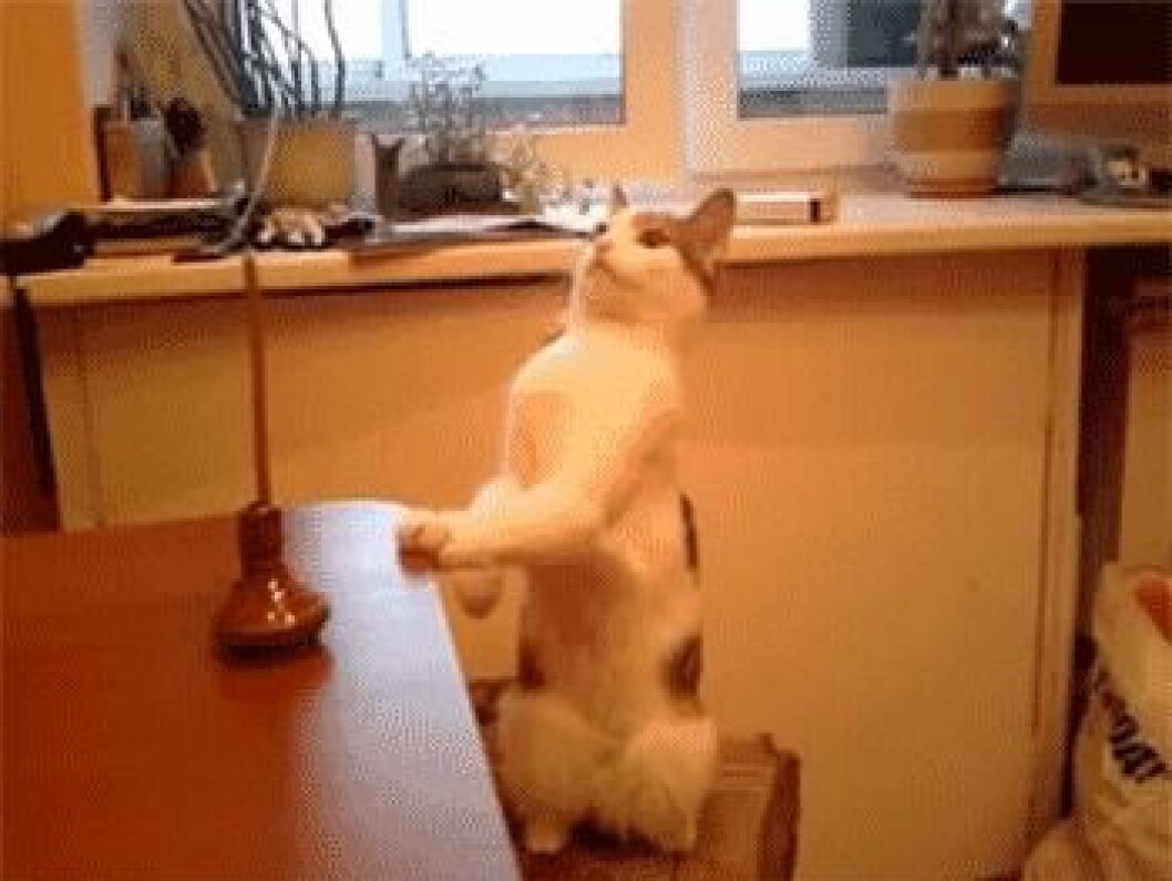Katt ljus