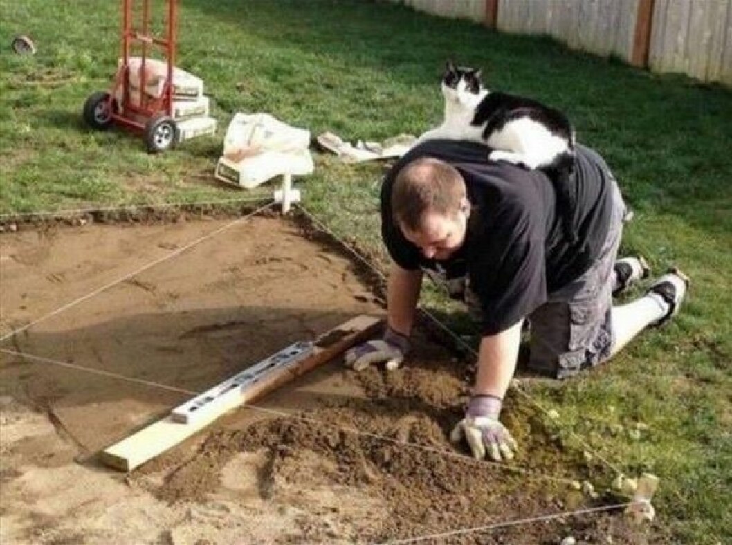katt-logik-1