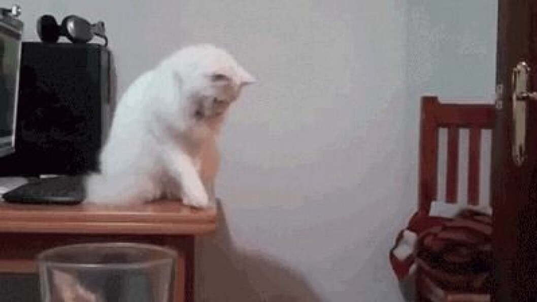 katt-putta