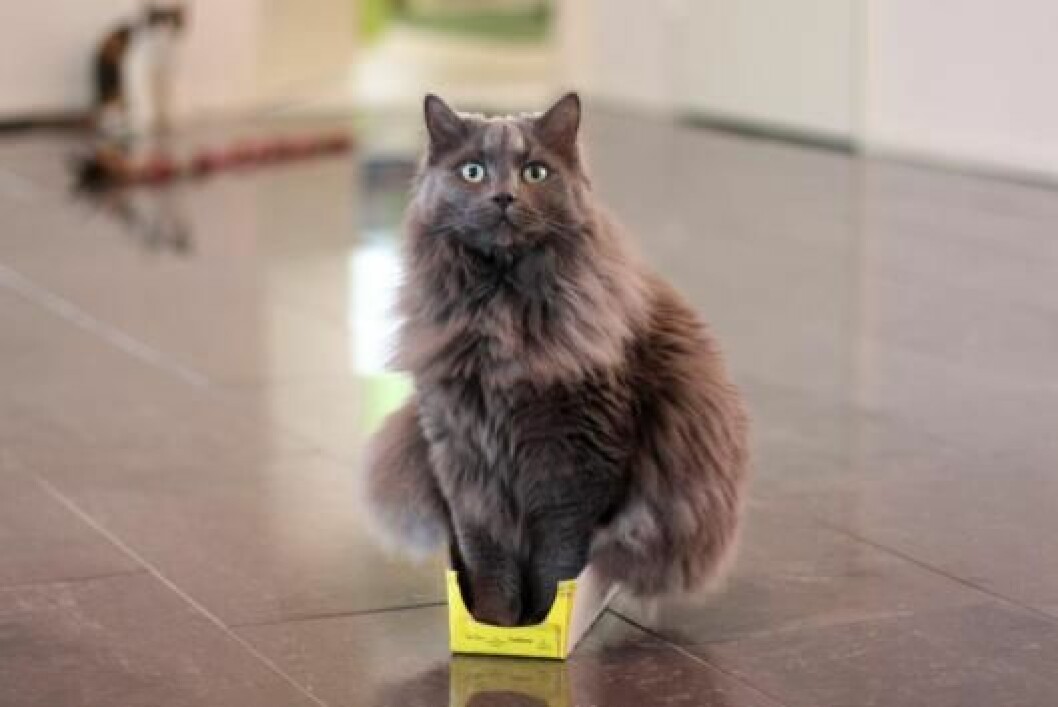 katt-wordpress