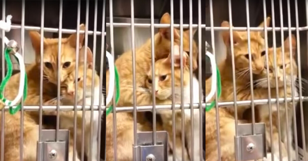 Se vad som händer när de här två kattsystrarna hamnar i samma bur på katthemmet