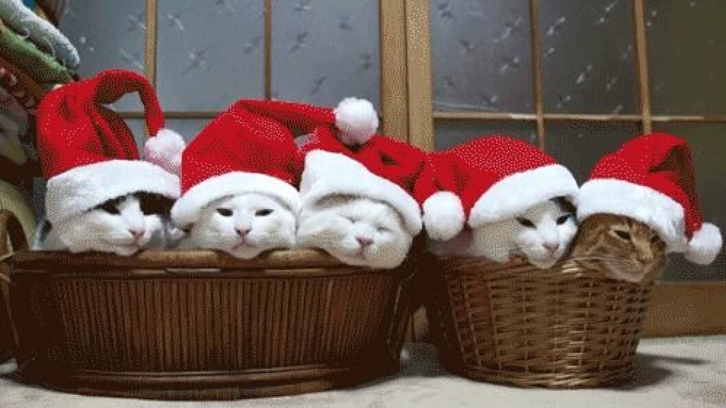 Katter