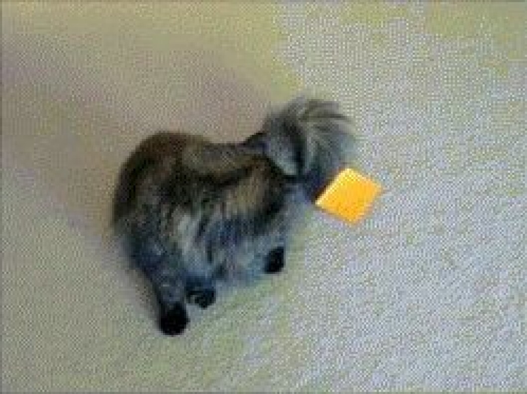 katt