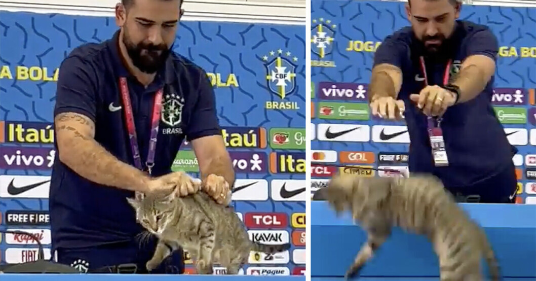 Brasiliens pressansvarige tar ett grepp i kattens nacke och rygg och på högra bilden syns han släppa katten utanför bordet.