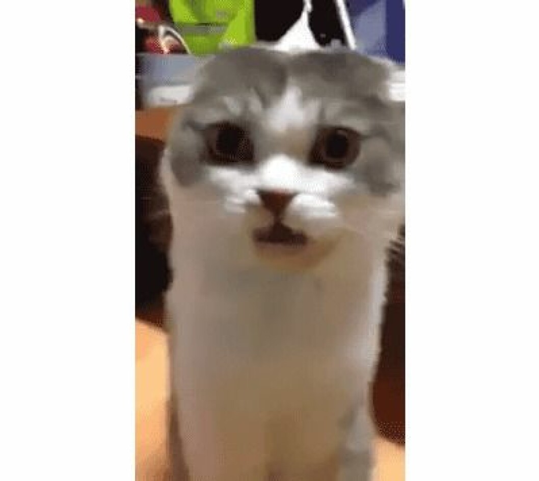 Källa: <a href="http://imgur.com/jsmh5t0" target="_blank">Imgur</a> kattstrumpa