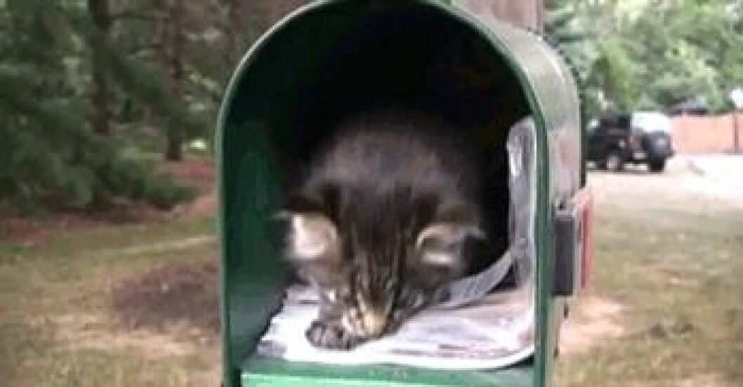 Via: <a href="http://giphy.com/gifs/cat-kitten-facebook-IcXFEz3QvEmpG" target="_blank" rel="noopener">Giphy</a> kittens10