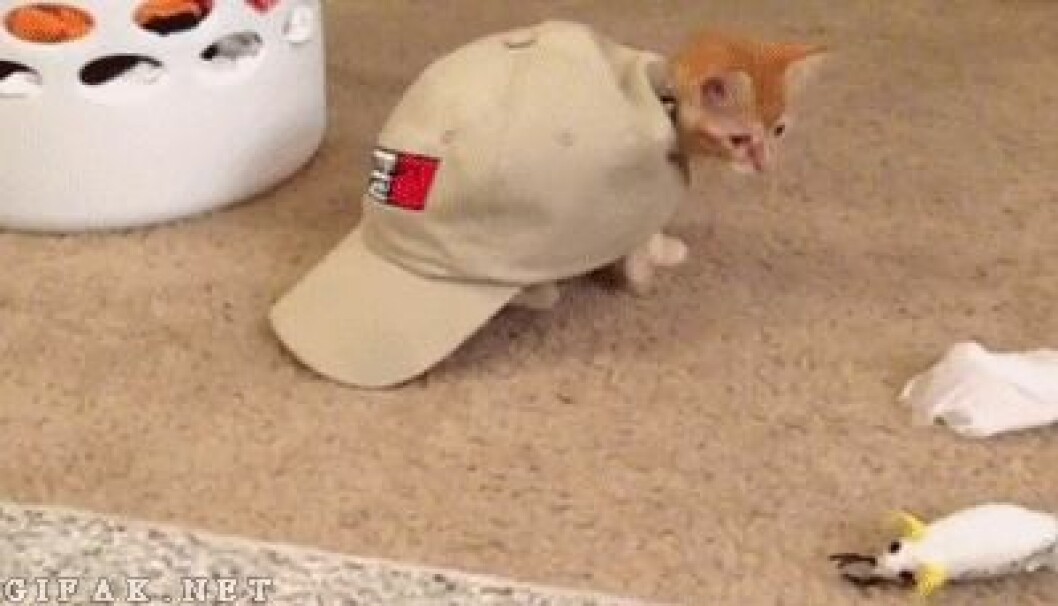 Via: <a href="http://giphy.com/gifs/kitten-cat-wyoUdfhunrDZ6" target="_blank" rel="noopener">Giphy</a> kittens11