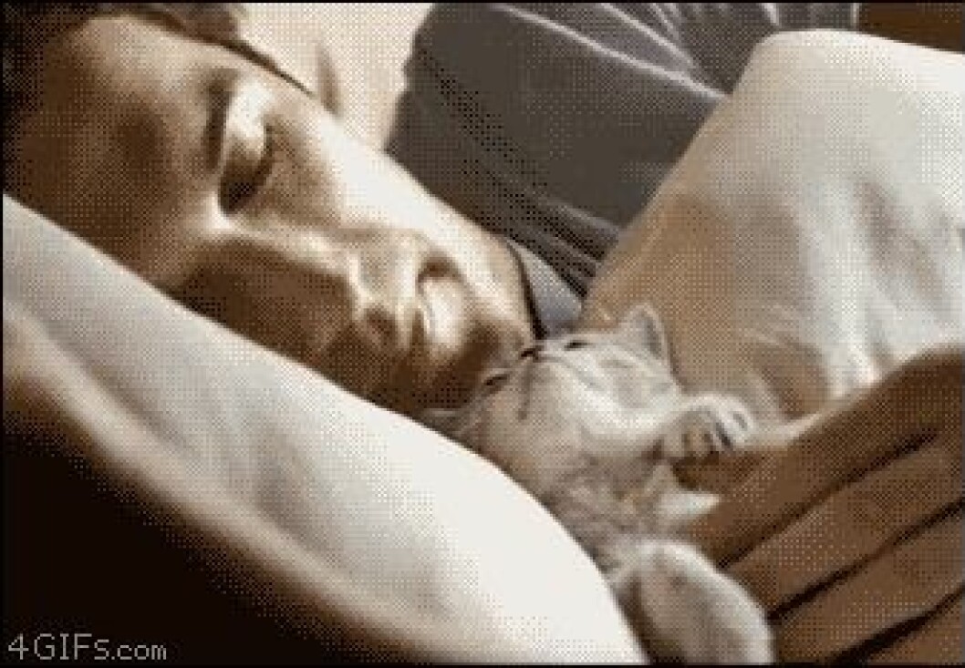 Via: <a href="http://giphy.com/gifs/kitten-morning-good-HHxRwRSrlSBBS" target="_blank" rel="noopener">Giphy</a> kittens12