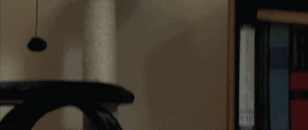 Via: <a href="http://giphy.com/gifs/kitten-nightmare-4zkMnetTfdbZC" target="_blank" rel="noopener">Giphy</a> kittens1