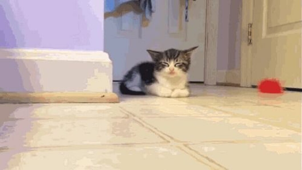Via: <a href="http://giphy.com/gifs/kitten-cat-tired-rOScDjyggnKNy" target="_blank" rel="noopener">Giphy</a> kittens2