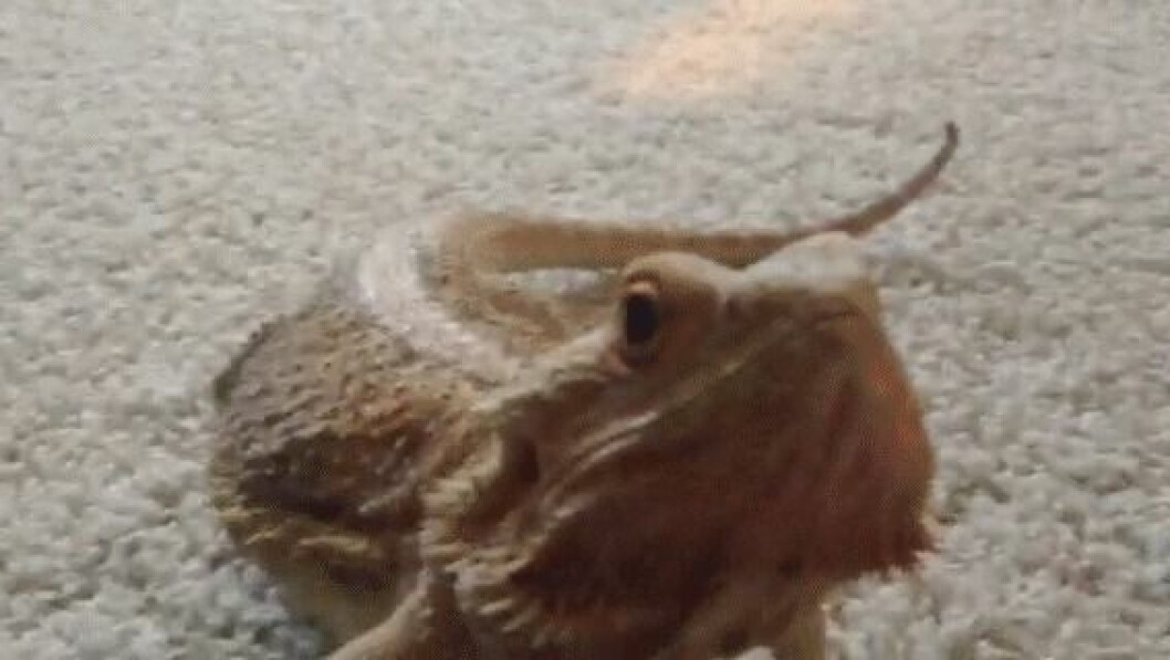 Via: <a href="http://giphy.com/gifs/kitten-scared-lizard-pYggiUEzRe6CQ" target="_blank" rel="noopener">Giphy</a> kittens3