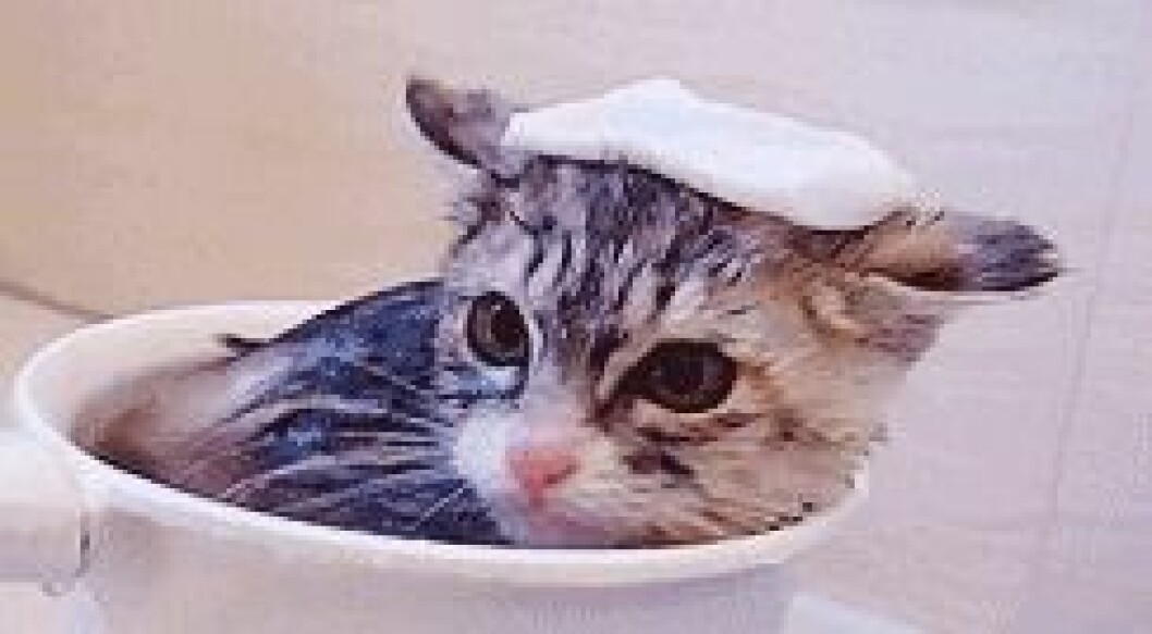 Via: <a href="http://giphy.com/gifs/kitten-cup-YfWnkO8uqEkxi" target="_blank" rel="noopener">Giphy</a> kittens4