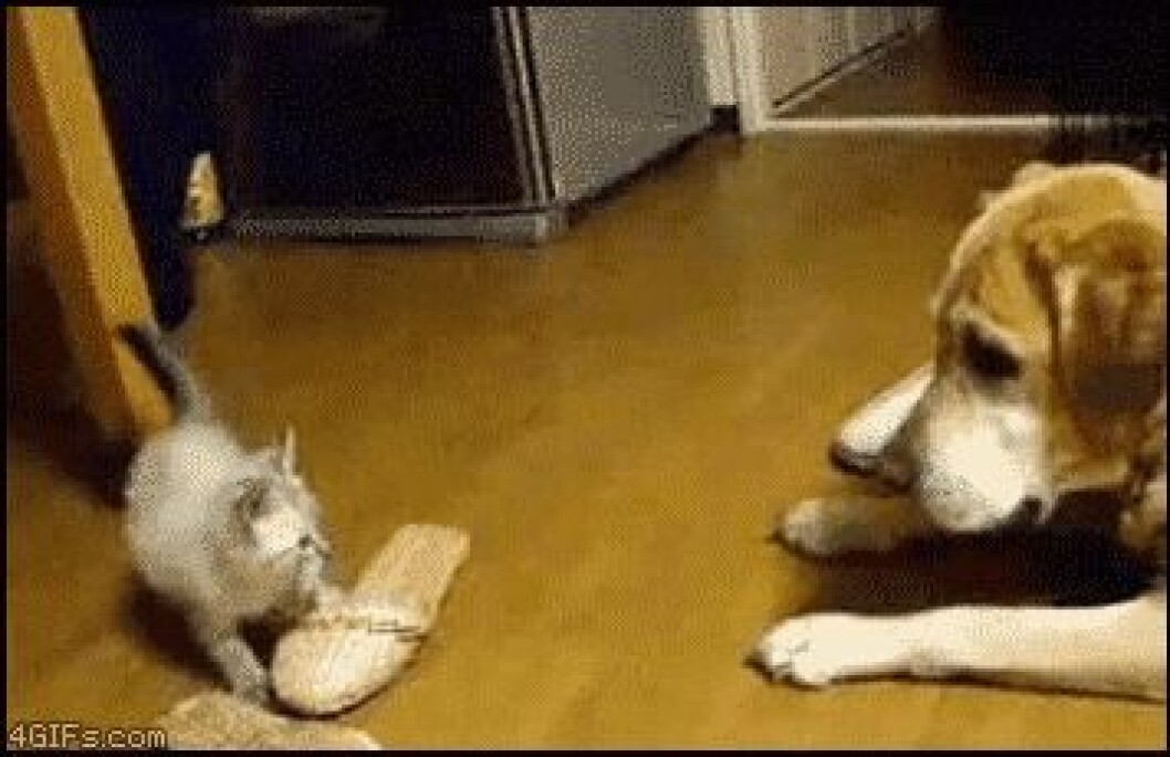 Via: <a href="http://giphy.com/gifs/cat-dog-kitten-12c3loNIrbvb44" target="_blank" rel="noopener">Giphy</a> kittens5