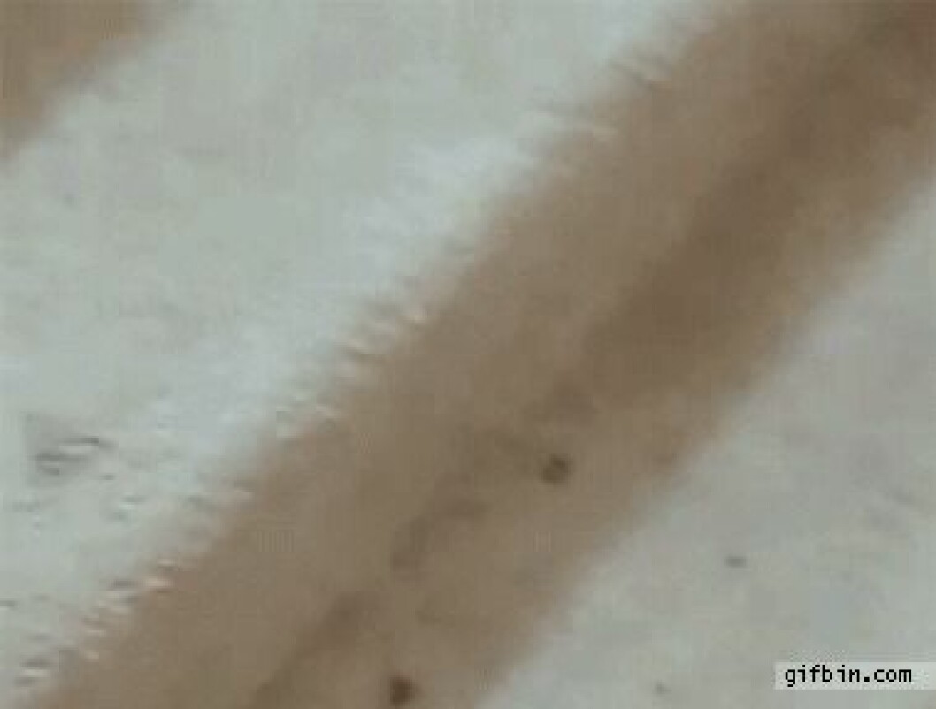 Via: <a href="http://giphy.com/gifs/kitten-cat-stairs-Nj44tzG16JfsA" target="_blank" rel="noopener">Giphy</a> kittens6