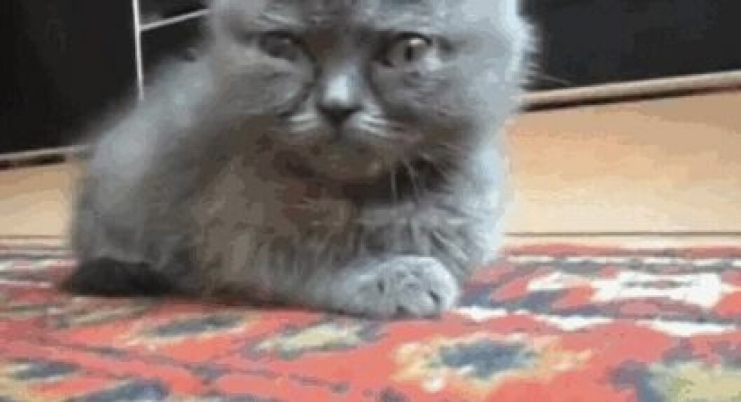 Via: <a href="http://giphy.com/gifs/Eg1HkQTAXWKha" target="_blank" rel="noopener">Giphy</a> kittens8