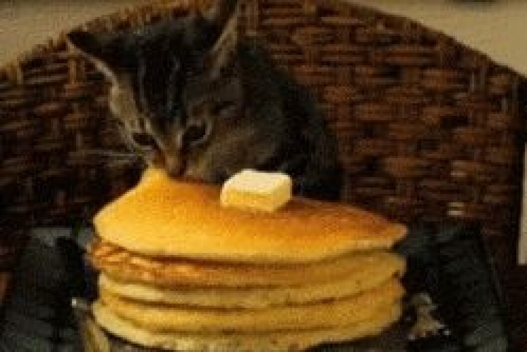 Via:<a href="http://giphy.com/gifs/cat-gif-animals-fVMFiUwkZgpfG" target="_blank" rel="noopener"> Giphy</a> kittens9