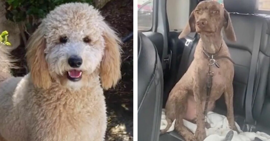 En annan Tiktok-användare hade uppmanat hundfrisören att klippa hunden så som den ser ut till vänster. I stället fick hon den till höger. Hon var allt annat än nöjd med det hårresande resultatet och kommer förmodligen att byta hundfrisör. Hund som blivit dåligt klippt