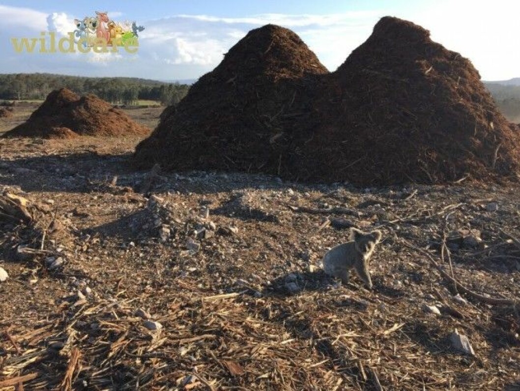 Foto: <a href="https://www.facebook.com/Wildcare" target="_blank">Wildcare Australia</a> Foto: Wildcare Australia