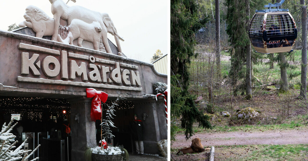 Praktikant var i stall som besköts av misstag när två bockar skulle avlivas på Kolmårdens djurpark