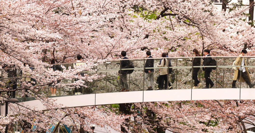Körsbärsblomning i Roppongi-området i Tokyo. Arkivbild. Därför är Tokyobörsen årets vinnare
