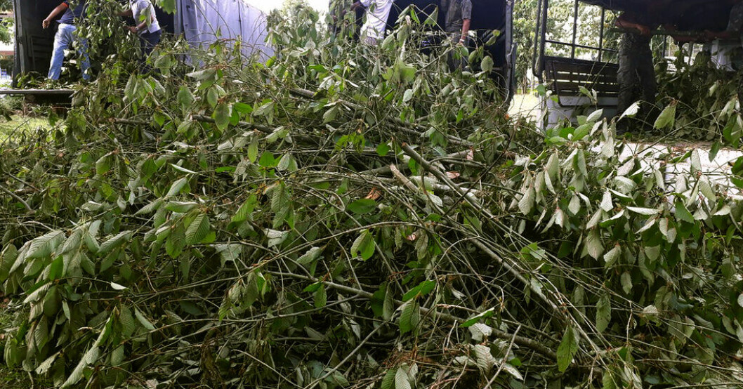 Kratomväxter i Thailand. Arkivbild. Kraftig ökning av import av knarkväxt