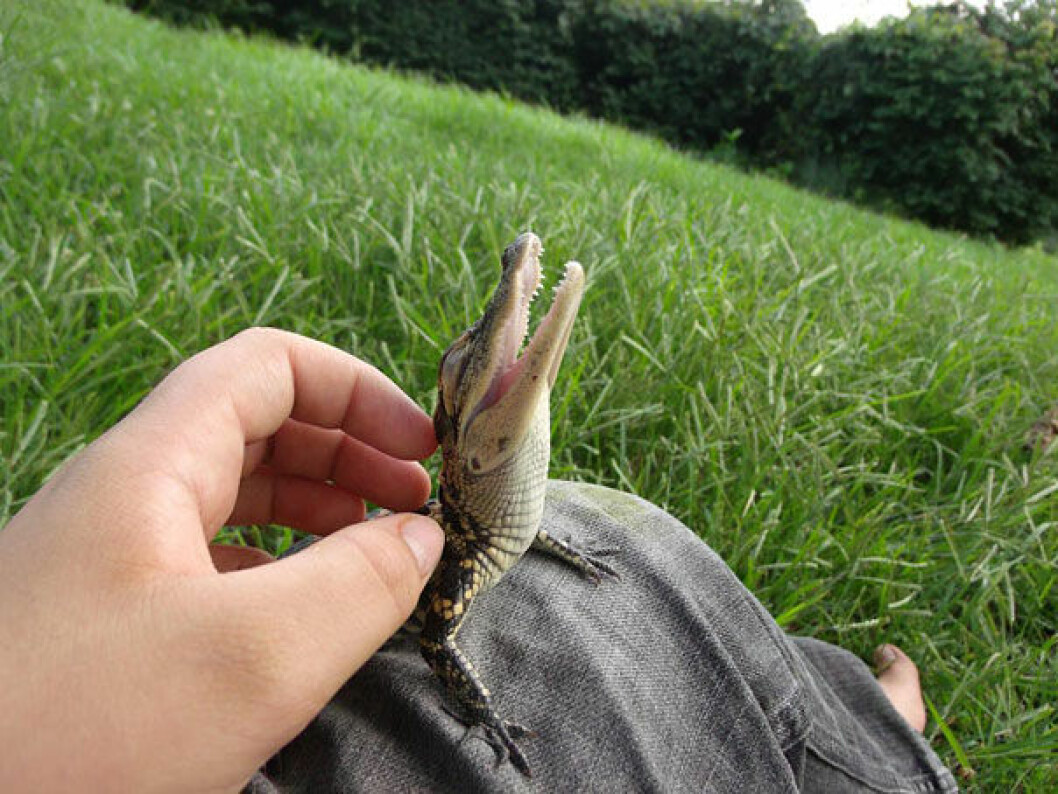 Foto: <a href="http://www.reddit.com/r/pics/comments/yifwj/feels_good_man/">reddit.com</a> krokodil
