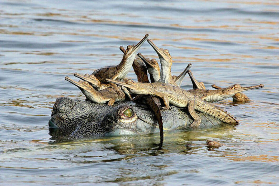 Krokodiler