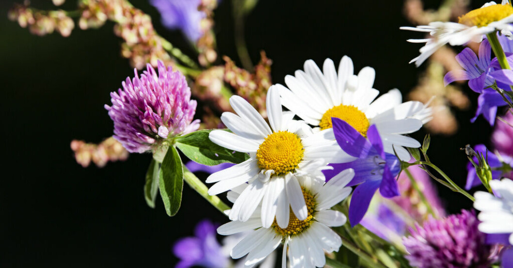 Lagom till midsommar övergår björkpollen i gräspollen, samtidigt minskar pollenhalterna till lägre nivåer. Arkivbild. Värsta perioden av pollen över