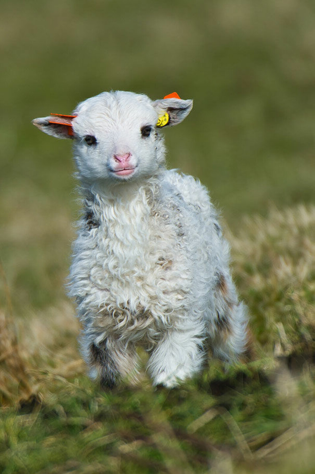 Foto: <a href="https://500px.com/photo/14652923/small-cheep-by-geir-magne-s%C3%A6tre?from=popular">Geir Magne Sætre</a> lamm
