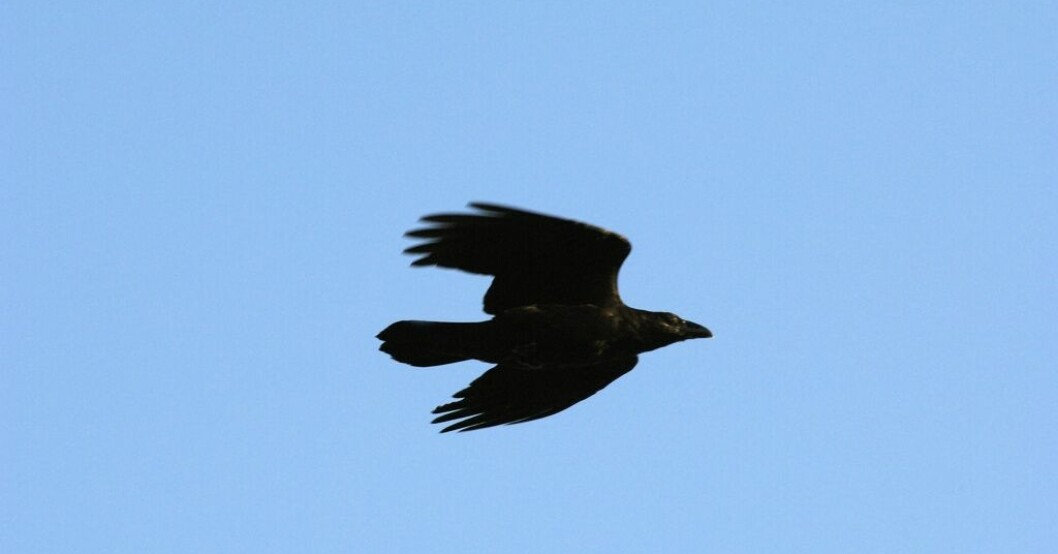 Länsstyrelsen har beviljat skyddsjakt på korpar vid Landvetter. Arkivbild. Korpar hotar flygsäkerhet – skyddsjakt beviljad