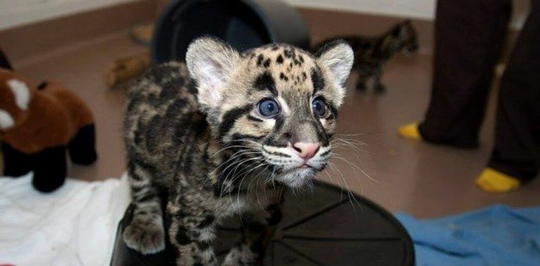 Foto:<a href="https://www.facebook.com/DenverZoo/photos/pb.62647727121.-2207520000.1416933786./10152471995537122/?type=3&theater"> Denverzoo</a> leopard