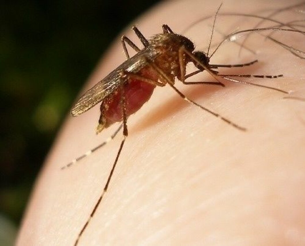 Ett enkelt sätt att slippa kliandet om du blivit ordentligt myggbiten är att dränka en bomullstuss i vinäger och badda betten med den ett litet tag. Foto: Losingmymojo lifebuzz-9c1ccc661e9e1e6848fe1320b30a58cf-limit_2000