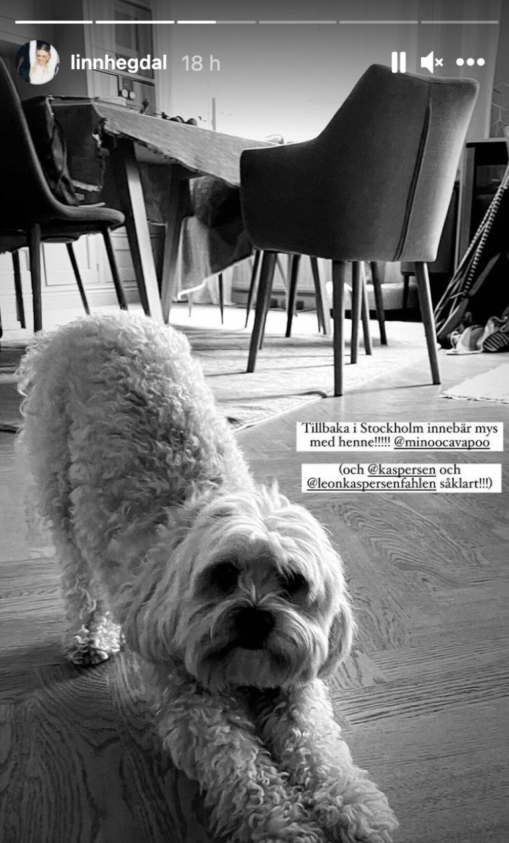 Kristin Kaspersens hund Minoo Kristin Kaspersens hund Minoo