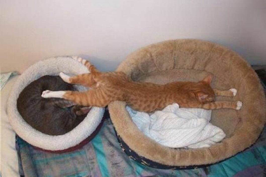 lista-katt