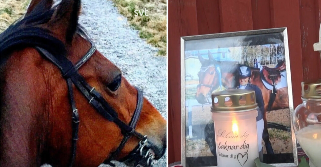 <strong>Familjen sörjer nu sin häst.</strong> Hästen Lucky Daim och tända ljus.