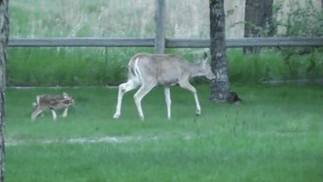 man-saves-injured-baby-deer-animal-friendship-2