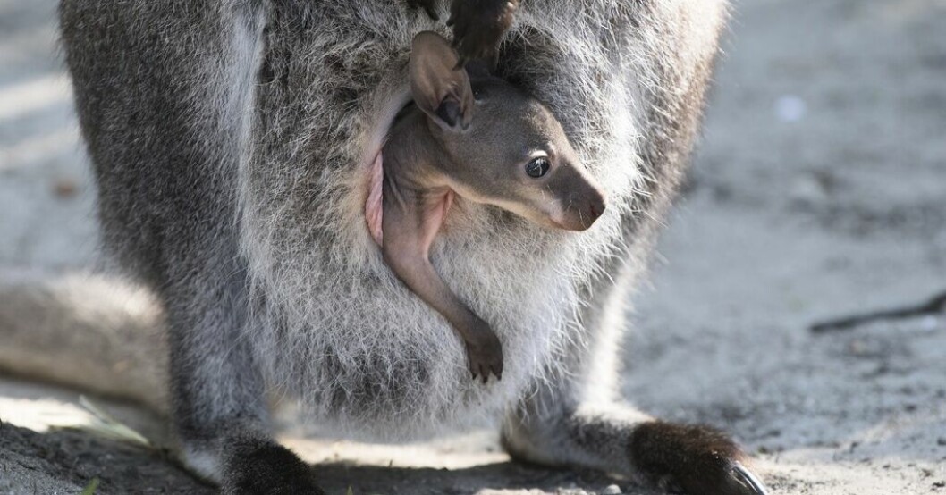 Många kängurur far illa när maten tryter, enligt experter i Australien. Känguruungar kallas "joeys". Arkivbild. Kängururna blir fler – experter vill se jakt