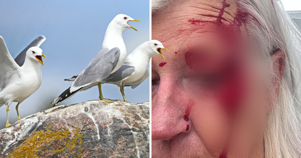 En 69-årig kvinna från Wales blev brutalt attackerad av måsar.