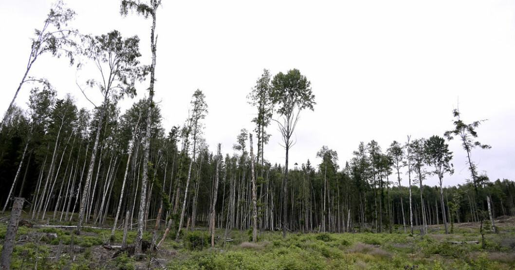Kritiken: EU:s syn på grenar hotar svensk skog