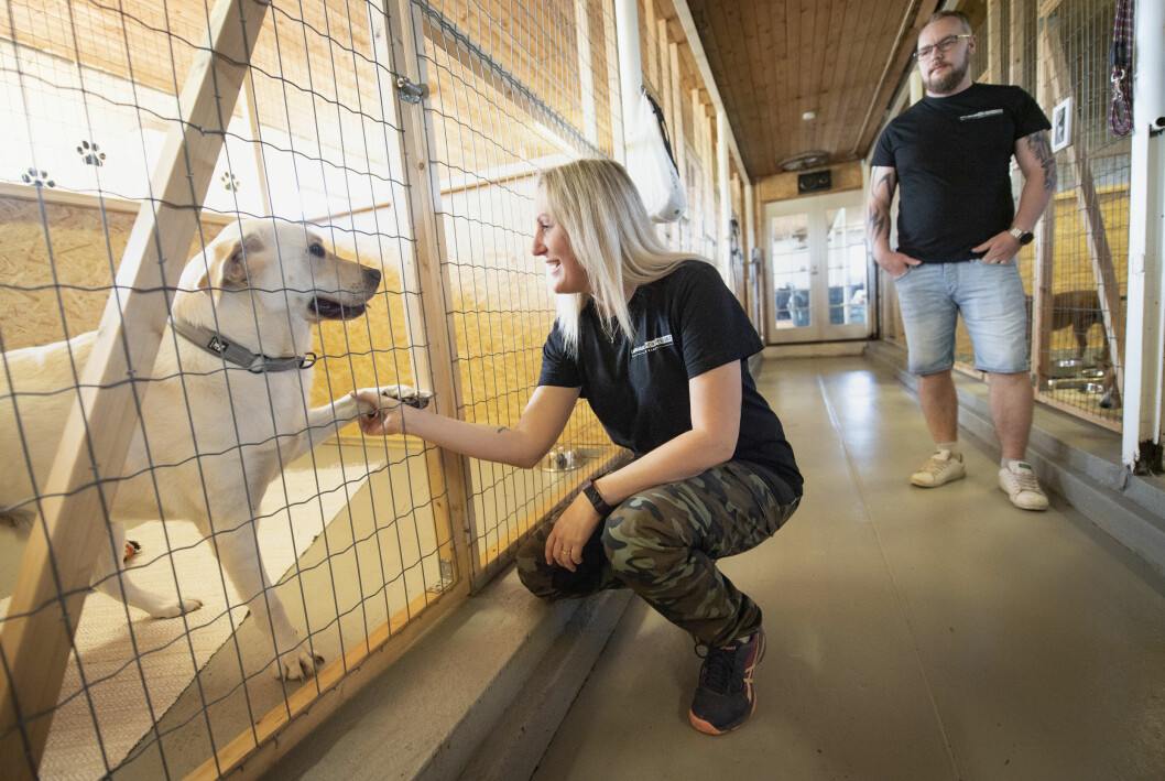 Jeanette hälsar på en av hunddagisets vovvar. Jeanette hälsar på en av hunddagisets vovvar.